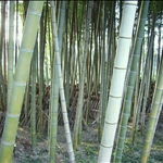 bamboo•Fujinomiya