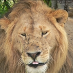 Safari