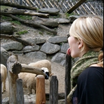 the animals there were the ones that are native to the alps
