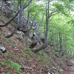 These beech trees couldn