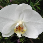 Oak Park Conservatory 