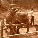 Chiang Mai and Hill Trek