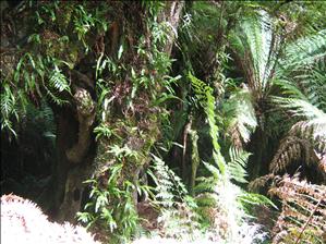 Rainforest