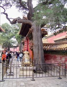 THE FORBIDDEN CITY