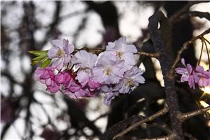 Cherry Blossoms in Oji Zoo, Kobe