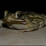frog 019.jpg