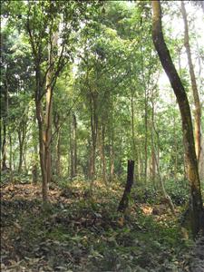 SDC12983.JPG