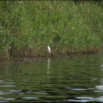 Rieke_nijl_mensen_dieren_IMG_0708.JPG