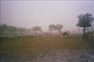Thar desierto - Soul India
