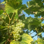 Green grapes