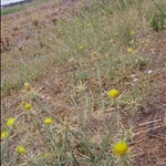 flowers•Dubbo