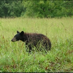 Smoky Mt. Trip - bear & deer