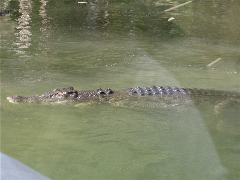 Hartley's croc farm1.JPG