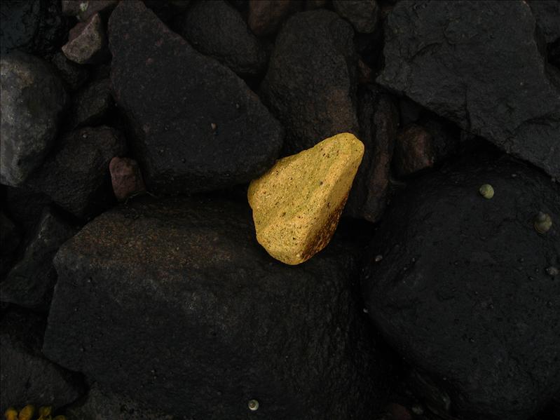 Island2008 1565.jpg