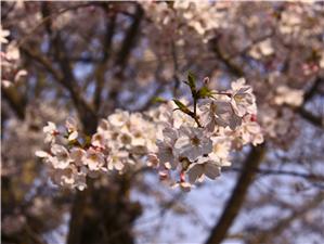 Cherry Blossoms in Oji Zoo, Kobe