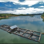 Fish Farming