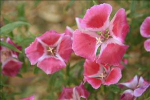 IMG_4656resized.JPG