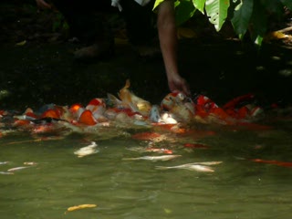 魚群去角皮.MOV