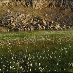 Island2008 442.jpg