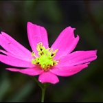 cosmo-violeta.gif