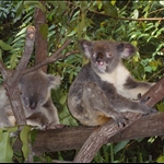 Koala.JPG