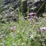 spring 089.JPG