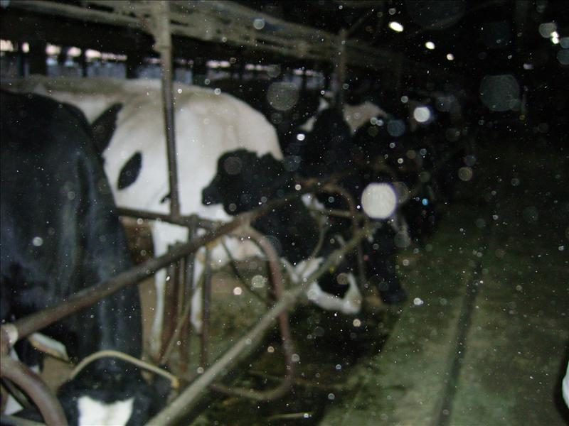 cow farm