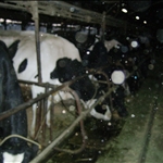 cow farm