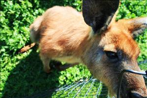 Wildlife park - Phillip Island.