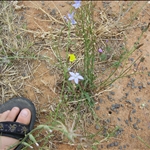 flowers•Dubbo