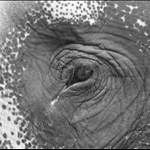 Patara Elephant Farm