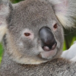 2008 Australia Trip