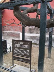 THE FORBIDDEN CITY