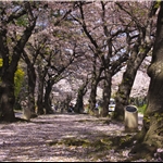Sakuranomiya