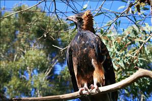 Wildlife park - Phillip Island.