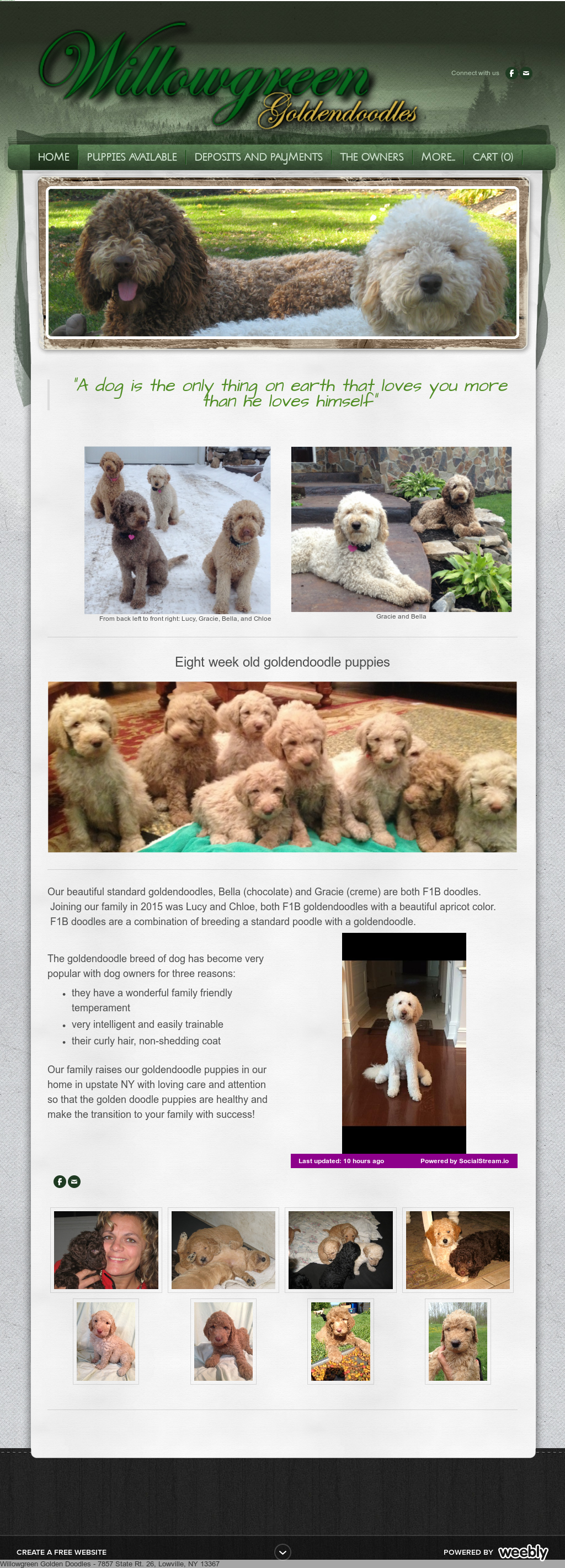 willowgreen goldendoodles