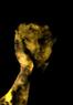 166511586_l_thumb