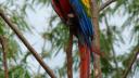 Link to: FLORA Y FAUNA