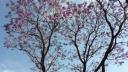 Link to: Purple tree just in March, Jacaranda