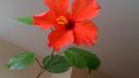 Link to: To Rachel - A nice flower for you