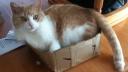 Lien vers: Chester