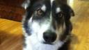 Lien vers: My dog Tiny