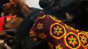 Lien vers: Dragon, Fiera and a Jaguar