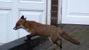 Link to: a fox