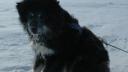 Lien vers:  Tooguyuk - Lead Dog 