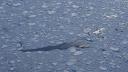 Link to: Russians to Leave Post in Arctic as Floe Melts
