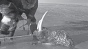 Link to: Aiviaq (Walrus Hunt)