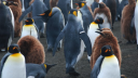 Link to: Penguins Harmed By Tagging