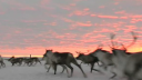 "Reindeers" is one of two films created for the Dance performance "SAMI" by swedish coreographer, Charlotta Öfverholm. The film was shot in one day in northern Sweden. Lien vers: Reindeers