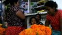 Link to: Flor de Cempazuchitl 